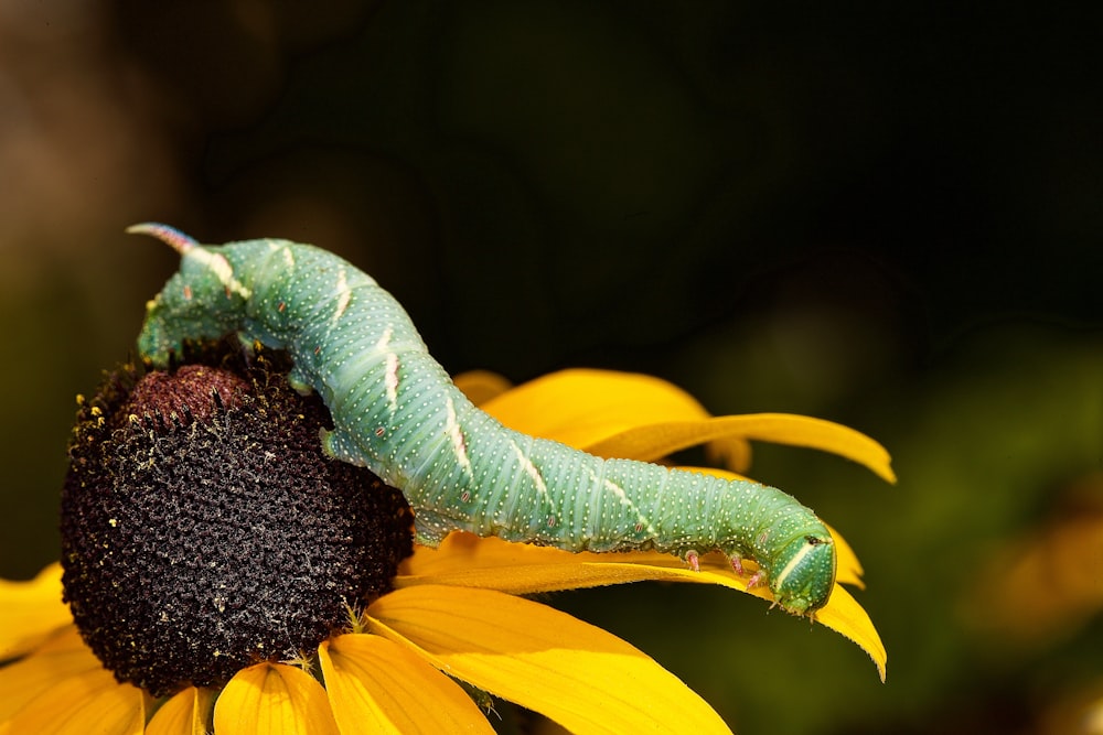 a green caterpillar sitting on top of a yellow flower