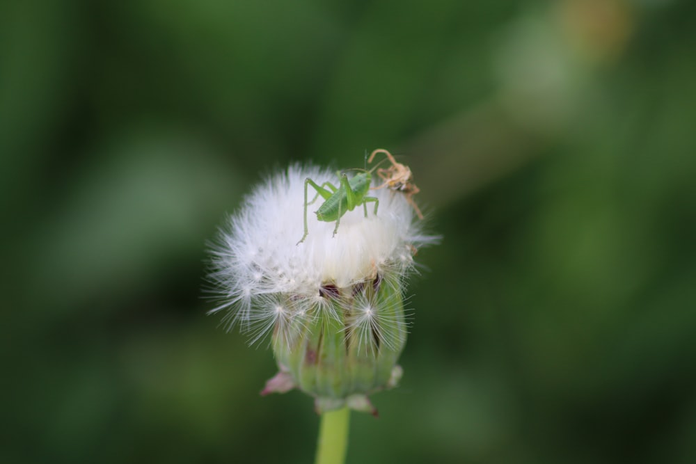 a close up of a dandelion with a bug on it