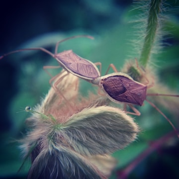 A close-up of a brown, shield-shaped insect perched on a fuzzy, green plant stem with soft, hair-like structures.