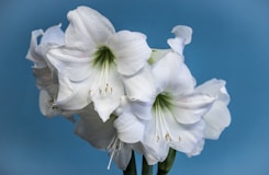 a group of white amaryllis against a blue background