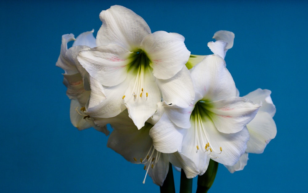 un gruppo di fiori bianchi su uno sfondo blu