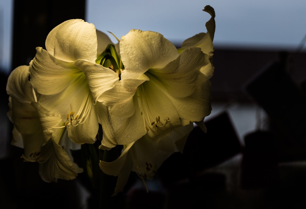 a close up of a yellow flower with a sky background