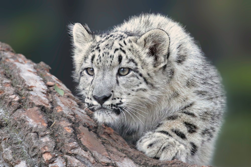 a close up of a snow leopard on a tree branch