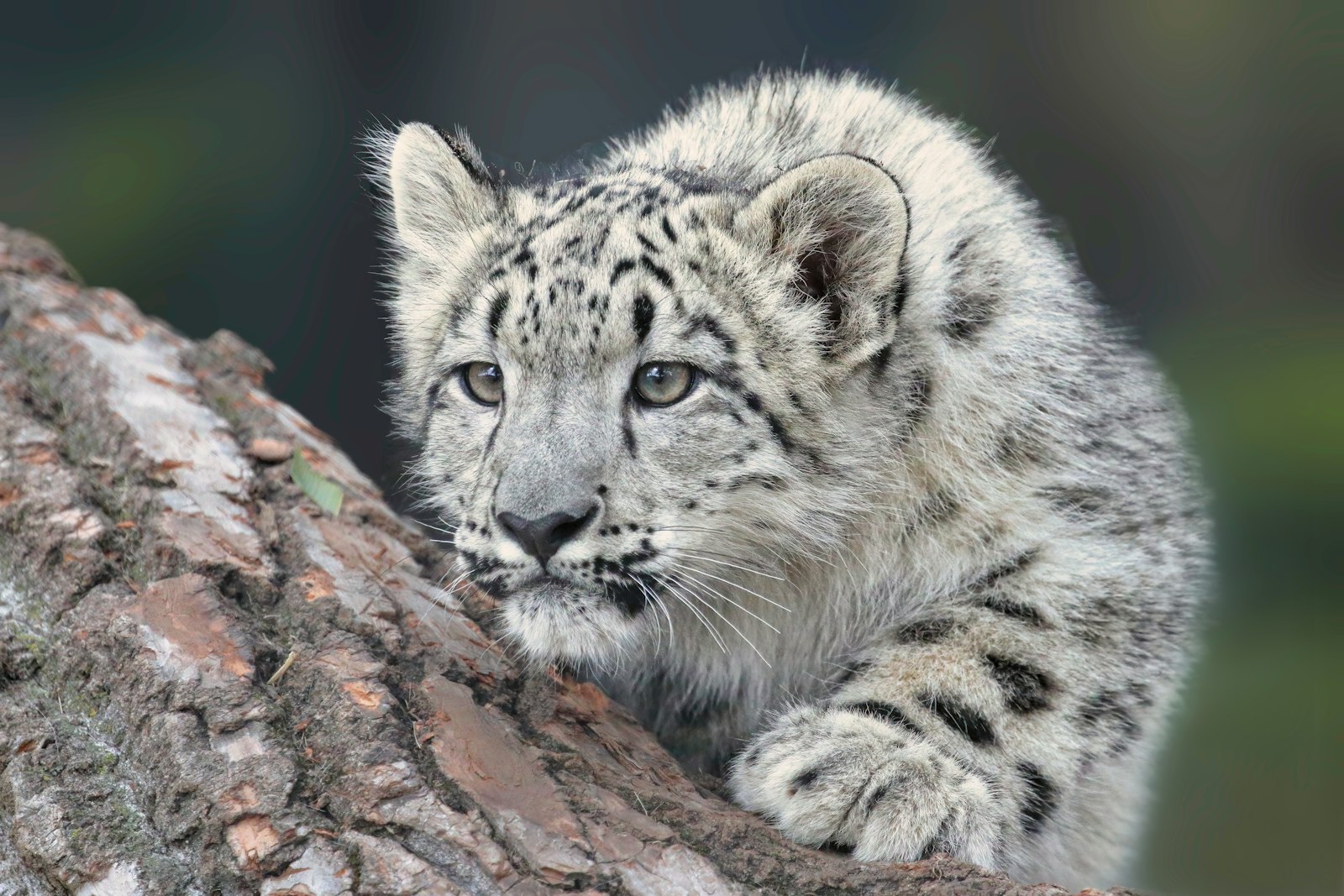 Tracking the Snow Leopard