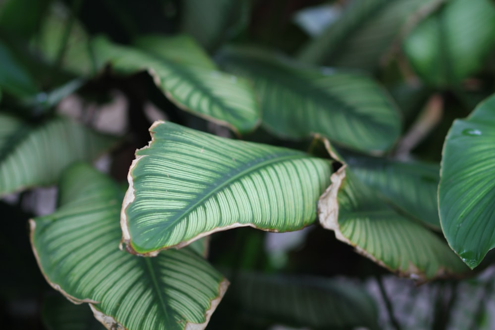 a close up of a green leafy plant