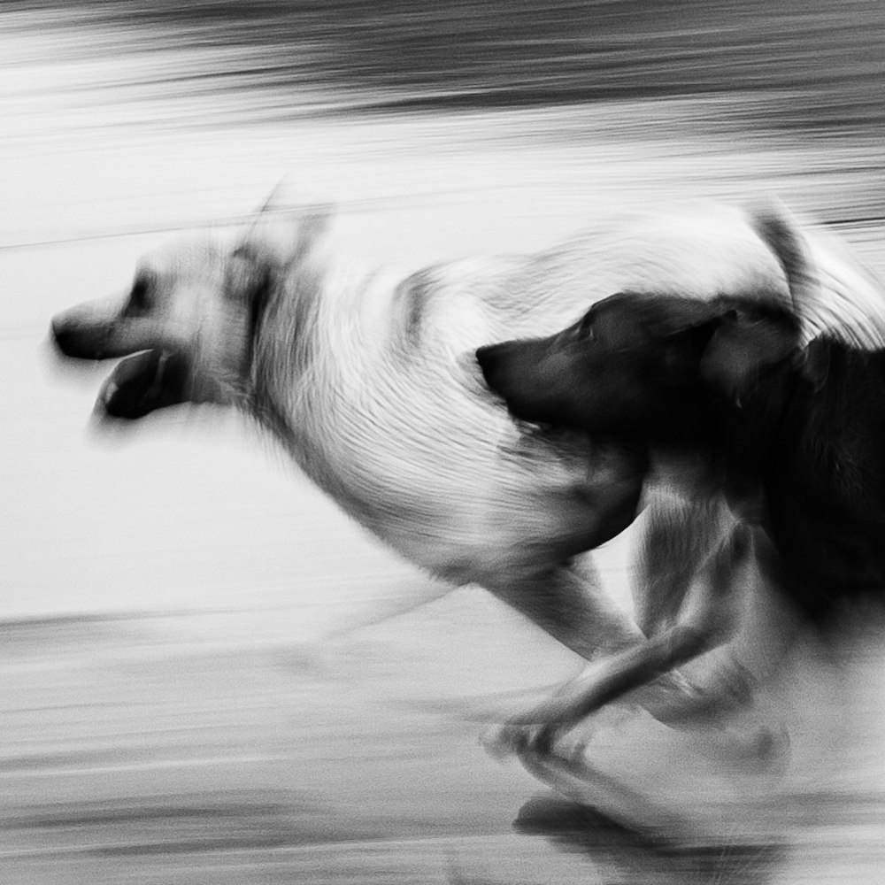 Une photo en noir et blanc d’un chien en train de courir