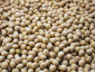 a bunch of small white balls of food