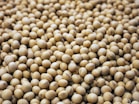 a bunch of small white balls of food