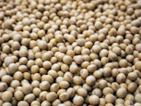 a bunch of small white balls of food
