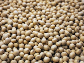 a bunch of small white balls of food