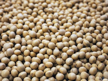 A large number of beige-colored soybeans are scattered, forming a dense and continuous pile. Each bean is similar in size and shape, creating a uniform look across the image.