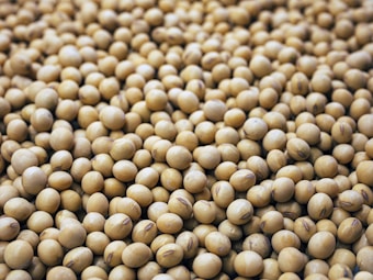 A large number of beige-colored soybeans are scattered, forming a dense and continuous pile. Each bean is similar in size and shape, creating a uniform look across the image.