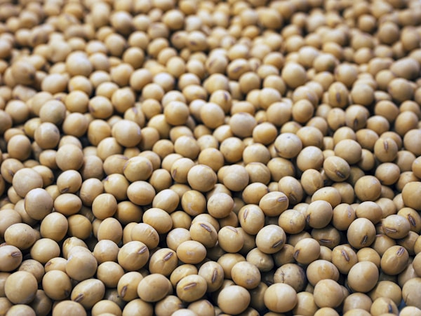 US Grade 1 Yellow Soybean