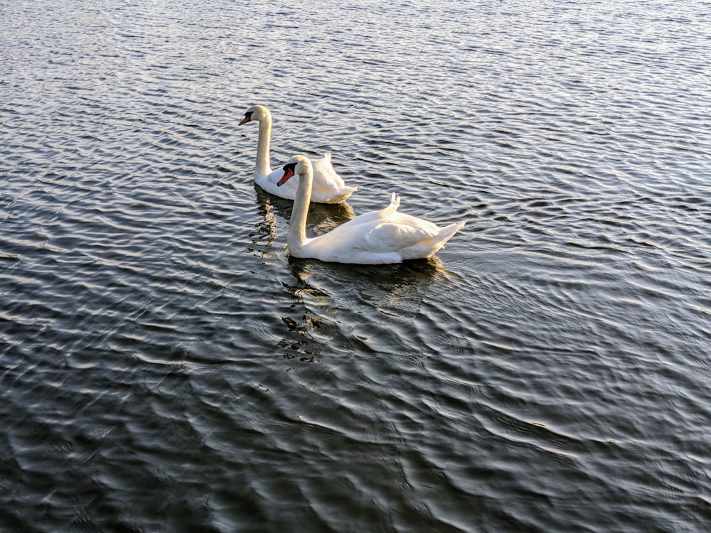 a couple of swans swimming on top of a lake