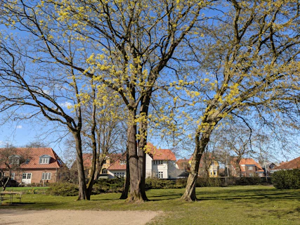 a tree with yellow flowers in front of a house