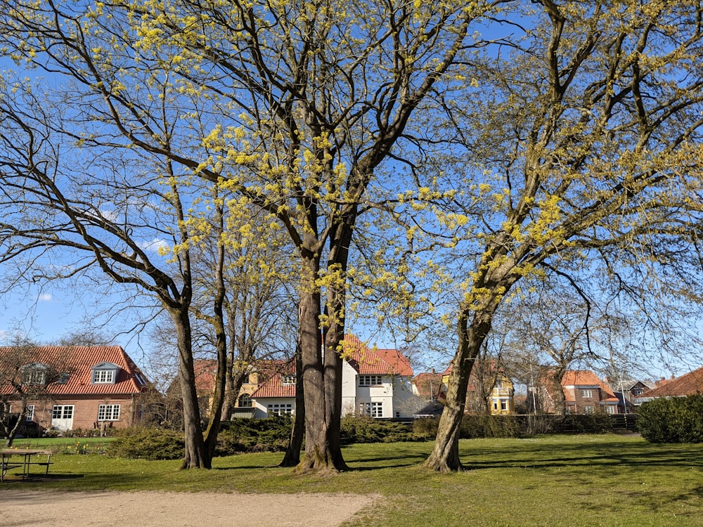 a tree with yellow flowers in front of a house