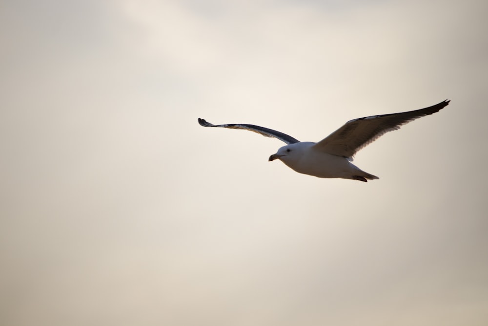 a seagull flying in the sky with its wings spread