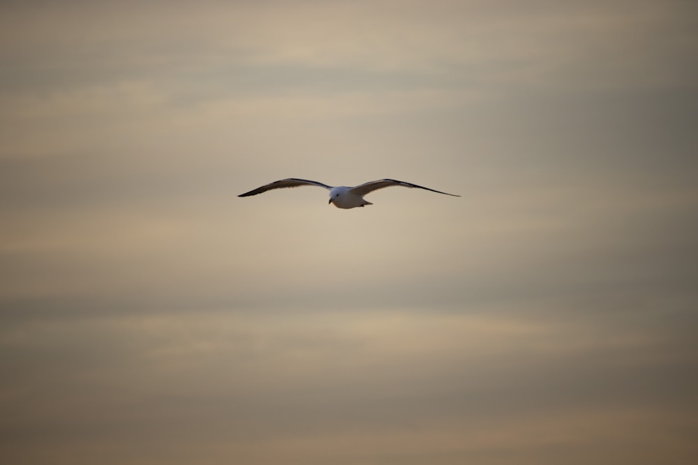 a seagull flying through a cloudy sky