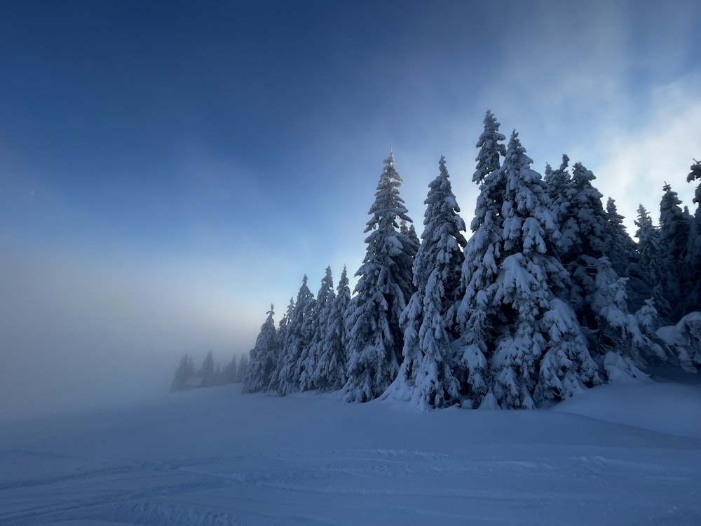 a snowy landscape with trees covered in snow