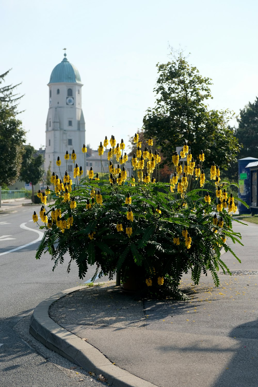 a tree with yellow flowers in front of a building