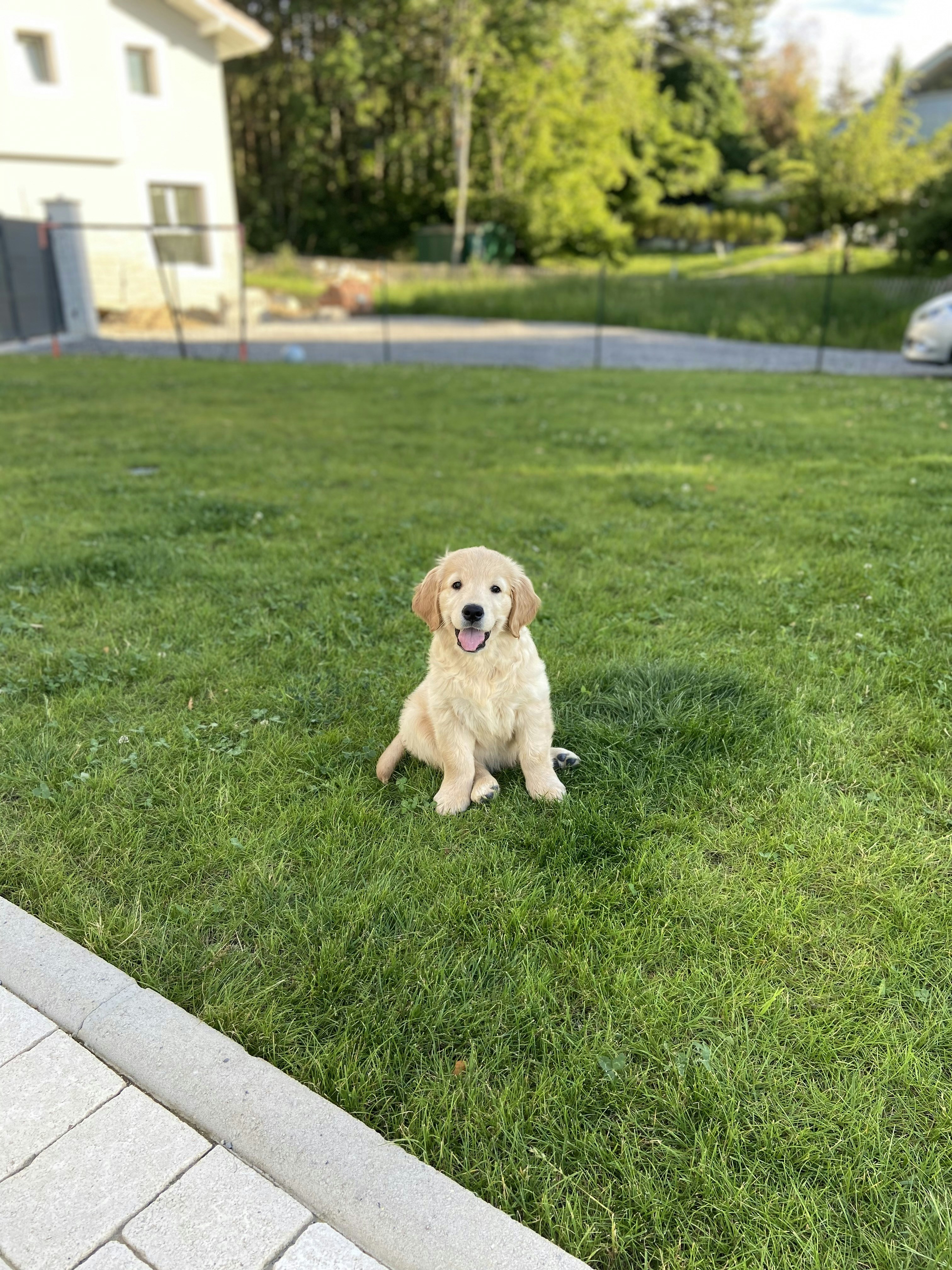 Adorable golden retriever puppy sitting on grass