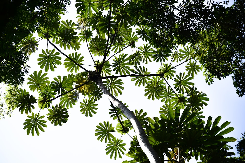 looking up at the leaves of a tree