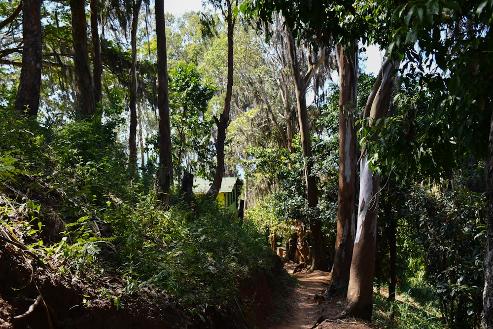 um caminho de terra no meio de uma floresta