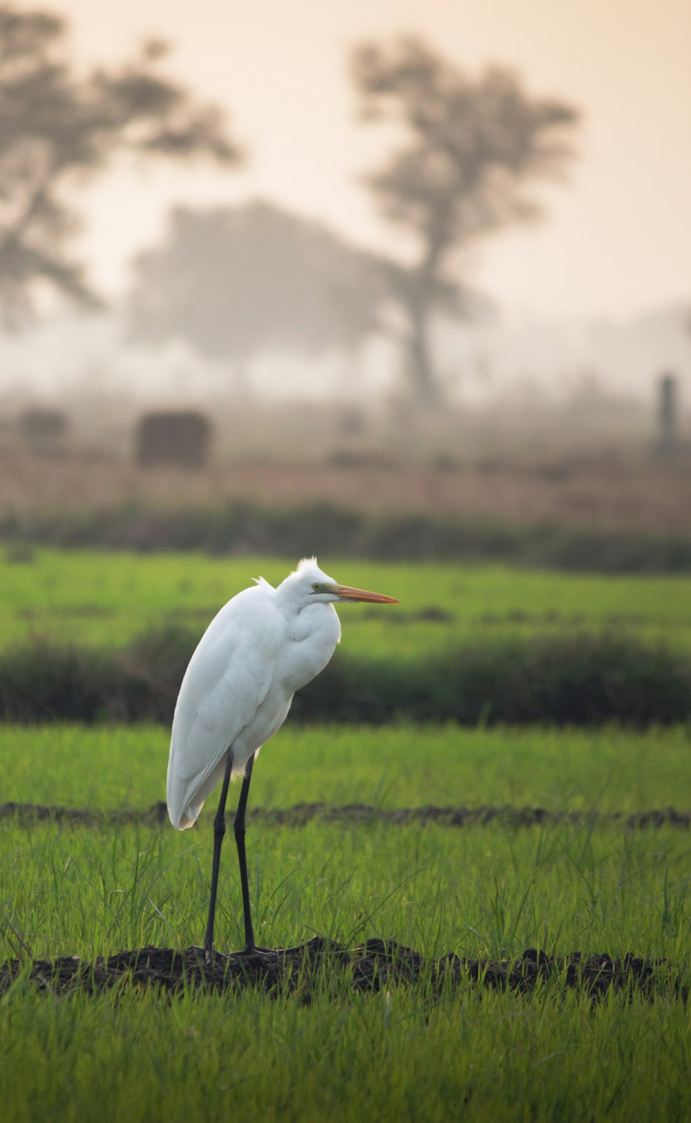 a white bird with a long beak standing in a field
