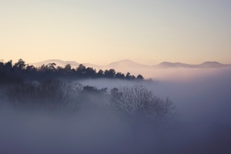 A serene landscape photo showing a misty forest in early morning light.