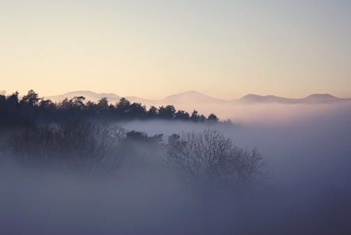 A serene landscape showcasing a forest with morning mist.