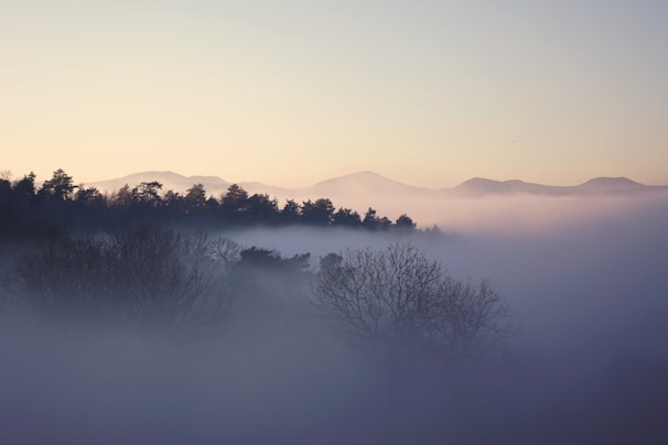A serene landscape photo of a misty forest with soft morning light filtering through.