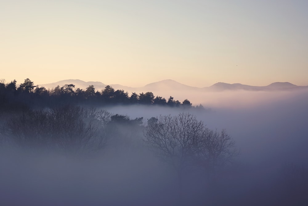 a foggy landscape with trees and mountains in the distance