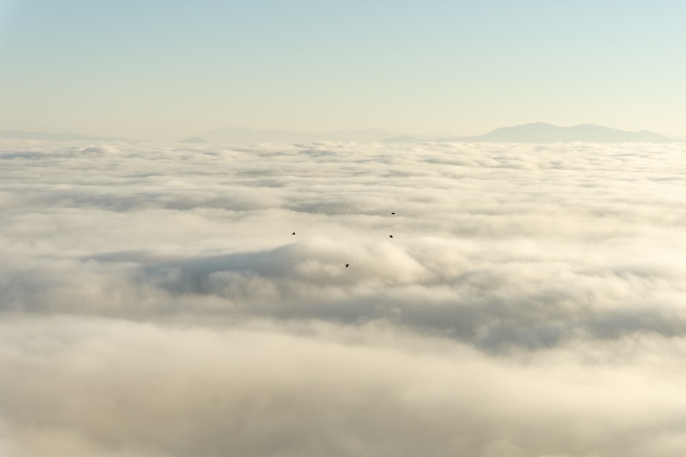 a group of birds flying above the clouds
