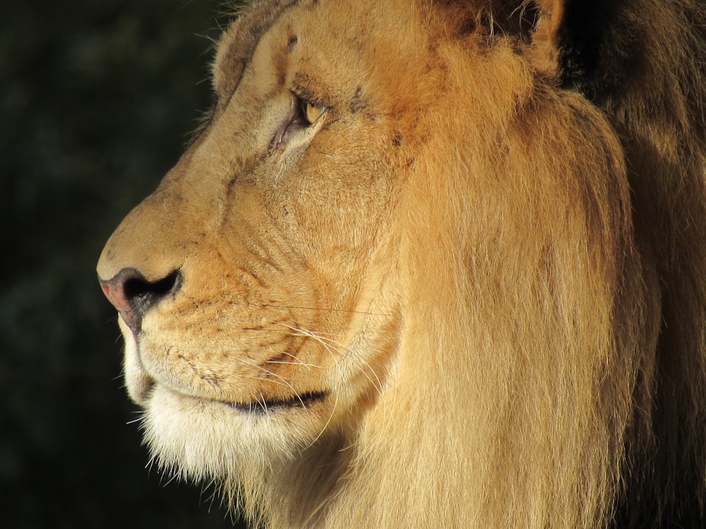 a close up of a lion's face with trees in the background