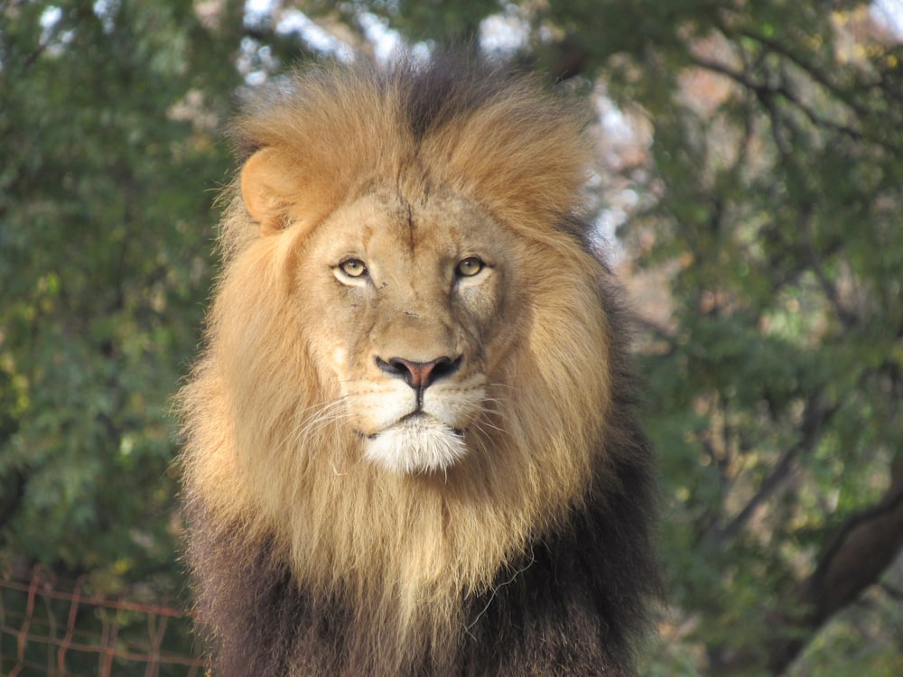 a close up of a lion near a fence