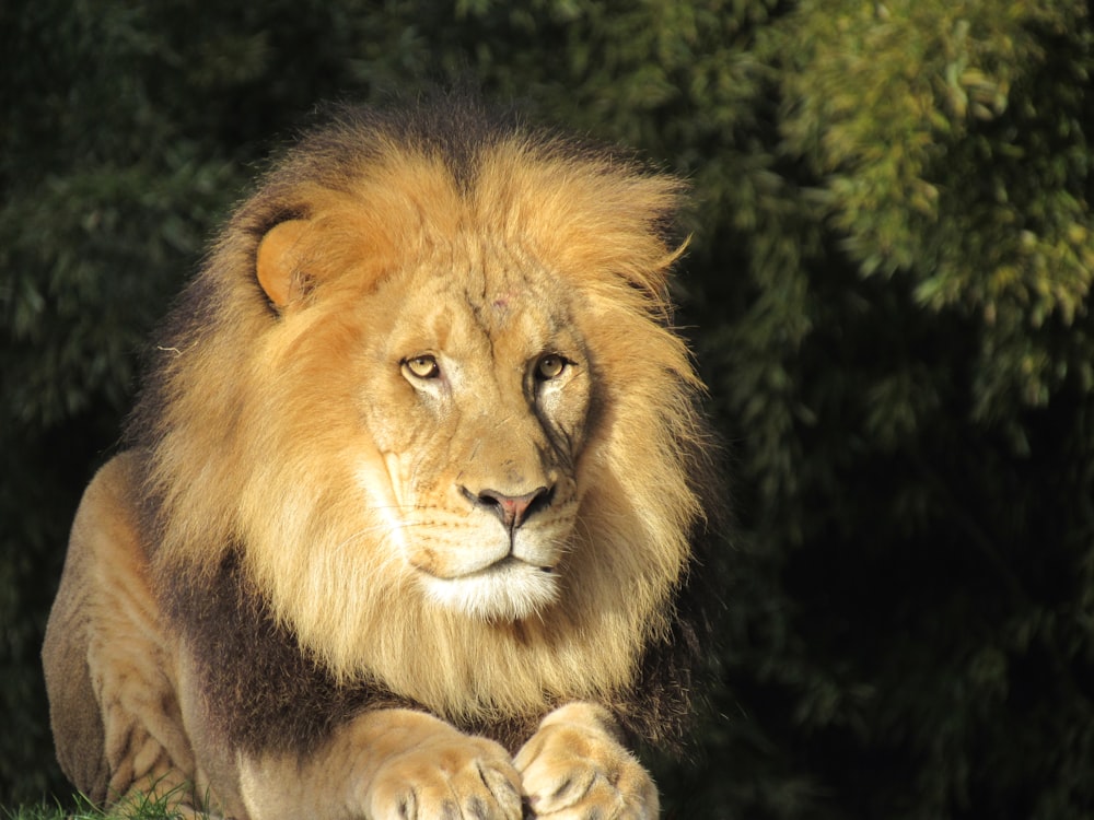 a lion sitting on top of a lush green field