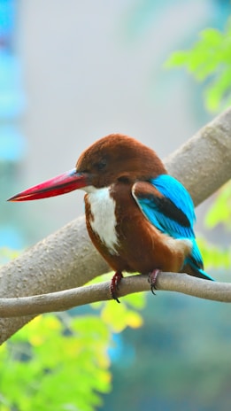 A colorful bird perched on a branch with a backdrop of blooming flowers.