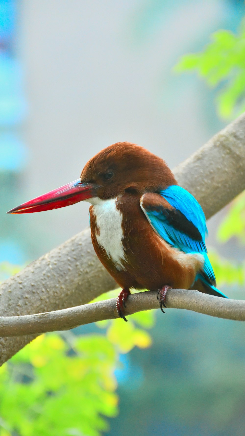 a colorful bird sitting on a tree branch