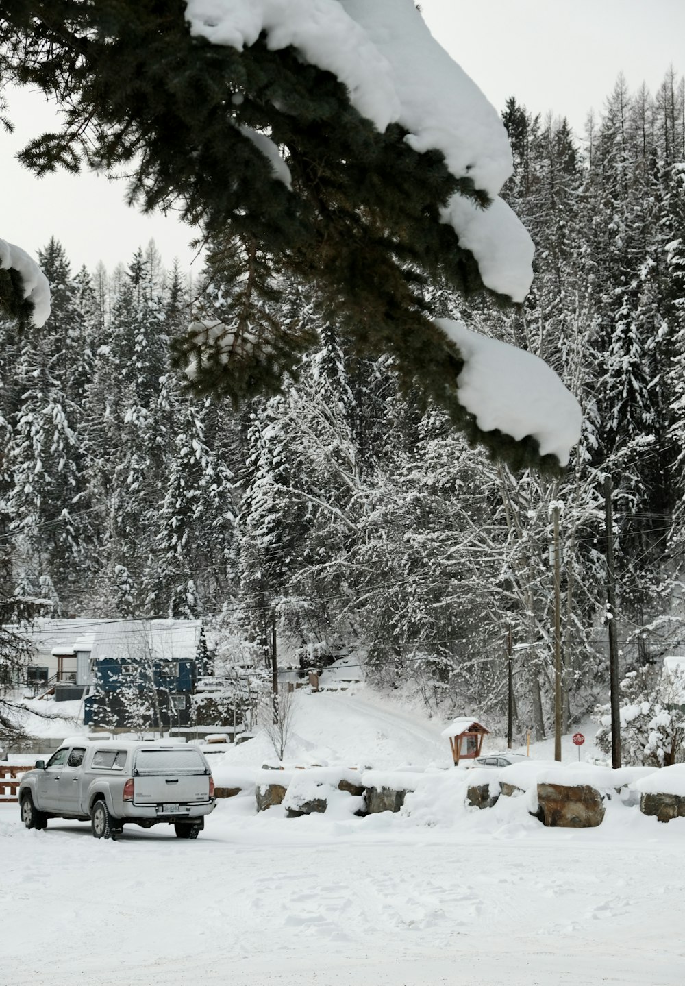a truck is parked in the snow near a pine tree