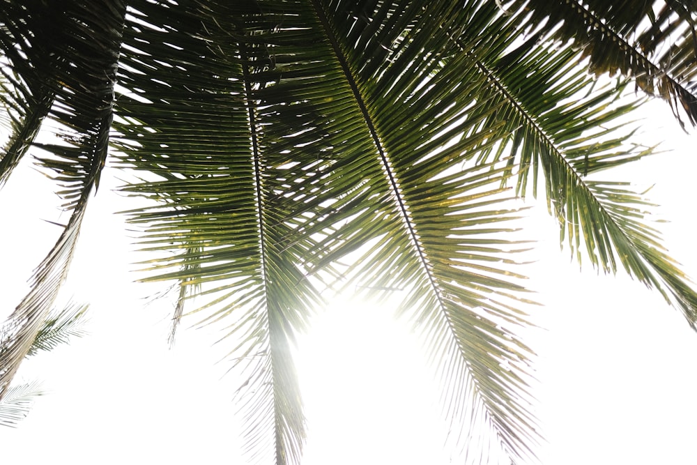 a close up of the leaves of a palm tree