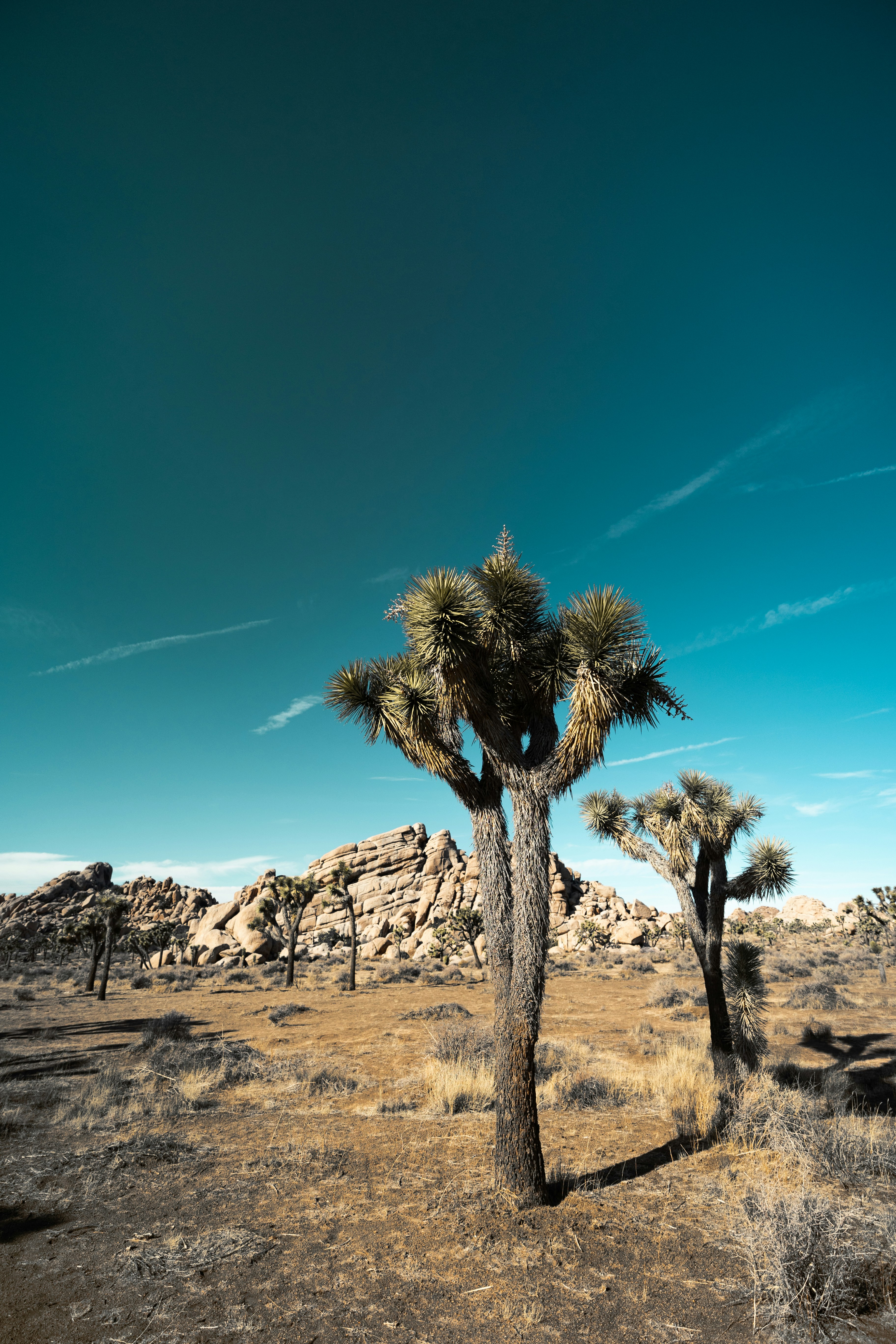 Photo by woodkell