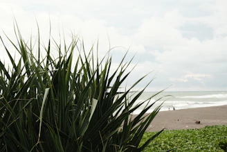 a green bush with a beach in the background