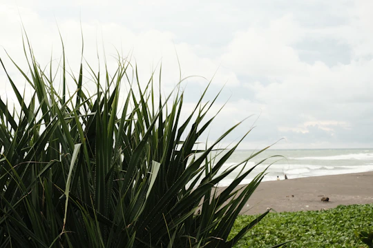 a green bush with a beach in the background