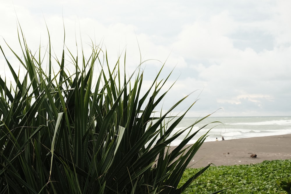 a green bush with a beach in the background