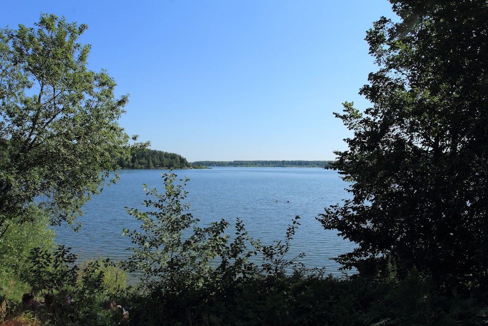 a body of water surrounded by trees on a sunny day