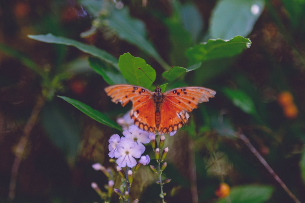 a butterfly sitting on top of a purple flower