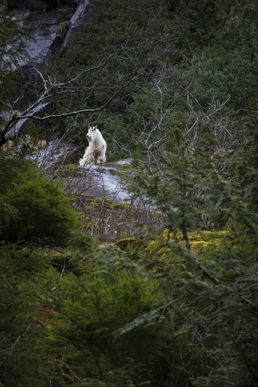 a white polar bear walking through a forest