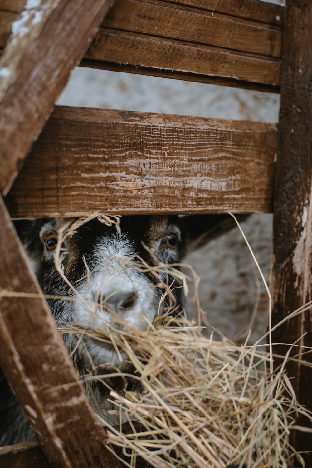 Eine schwarz-weiße Ziege frisst Heu unter einer Holzkonstruktion