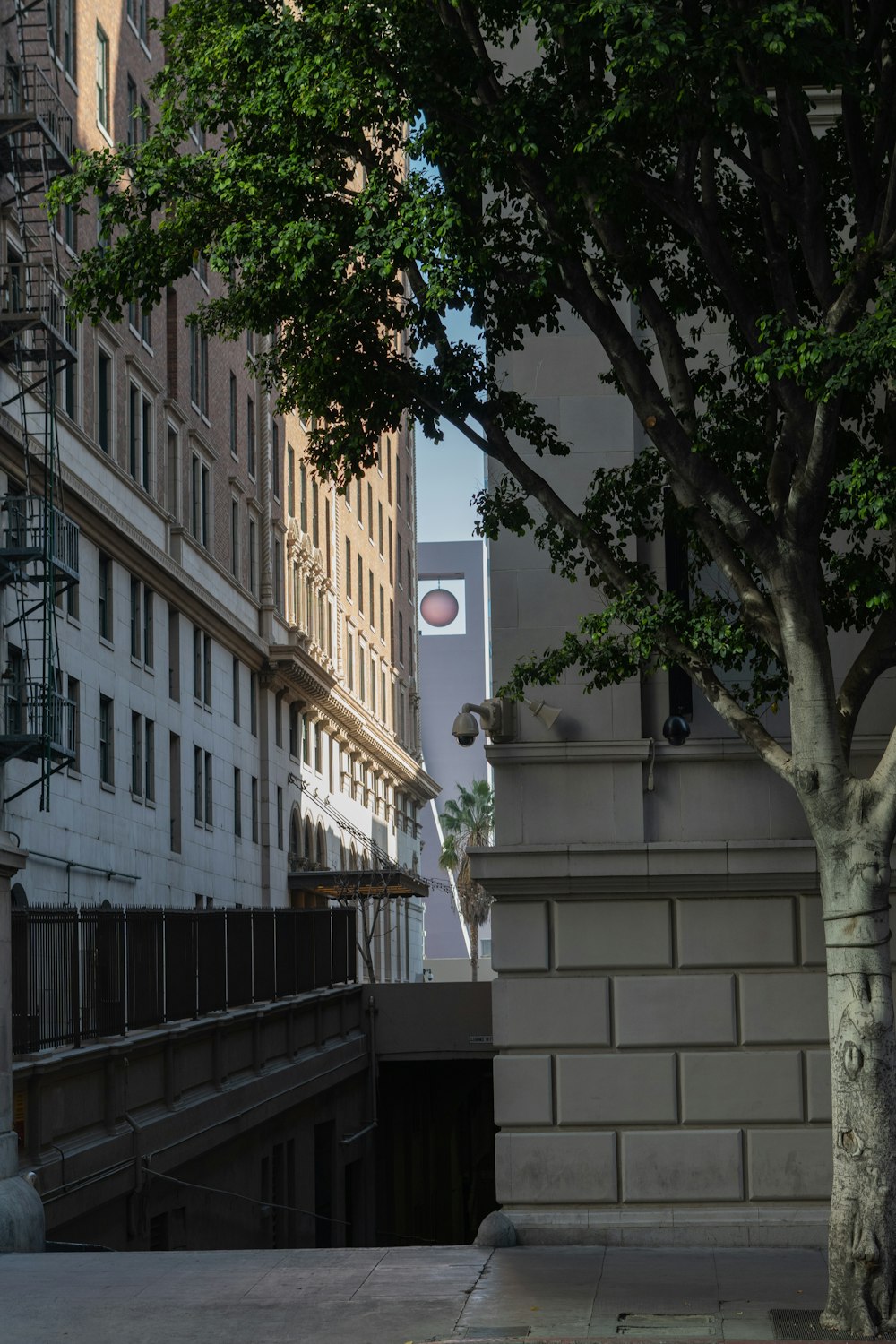 a tree in the middle of a city street