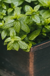 a close up of a potted plant with green leaves